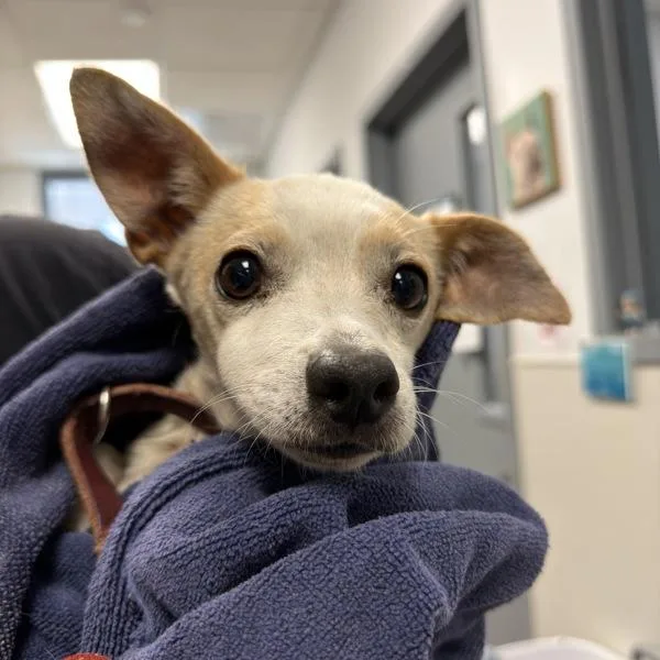 An adult small-sized male Chihuahua dog named Daisy for adoption in San Diego, CA