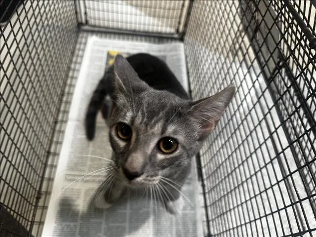 A baby small-sized female Domestic Short Hair cat named Kiwi for adoption in Los Angeles, CA
