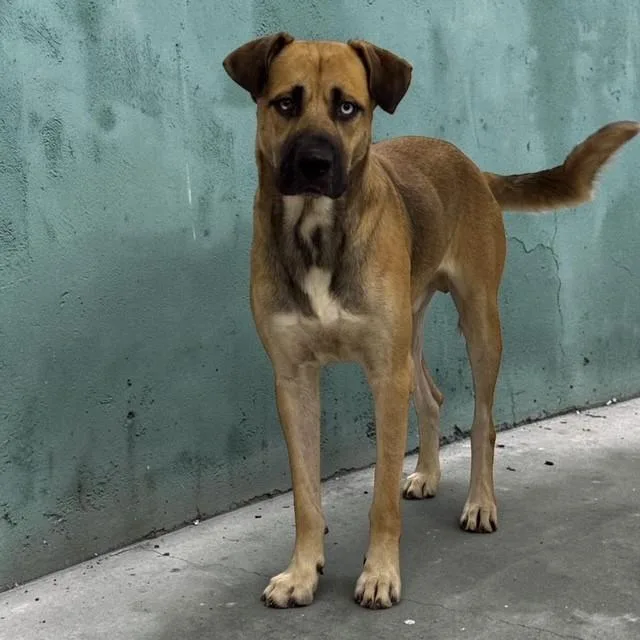 An adult large-sized male Apricot / Beige Black Mouth Cur dog named Louie for adoption in Williston, VT