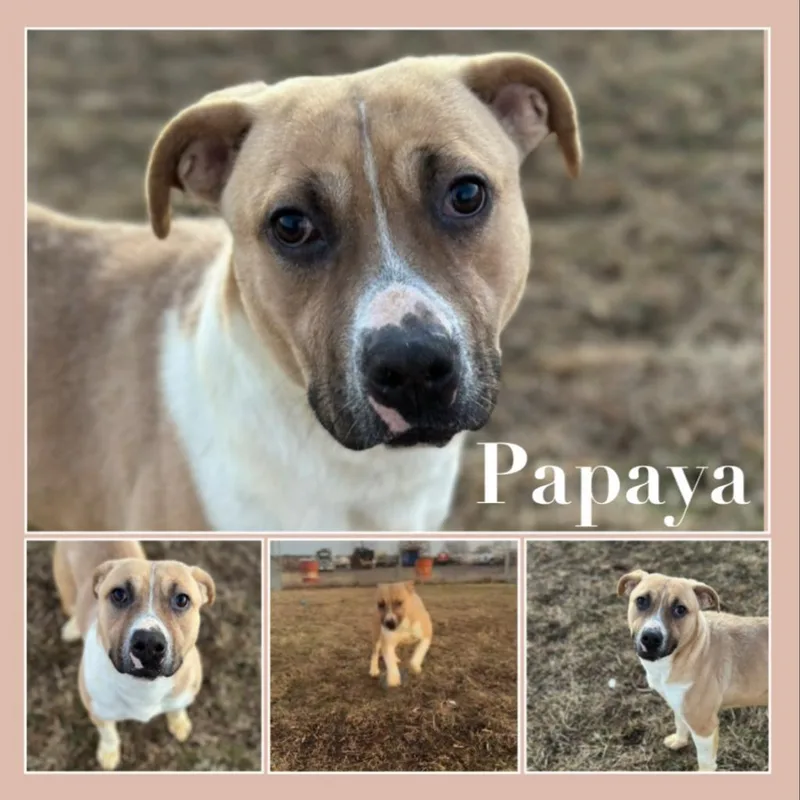 An adult medium-sized female Labrador Retriever dog named Papaya for adoption in Fort Smith, AR