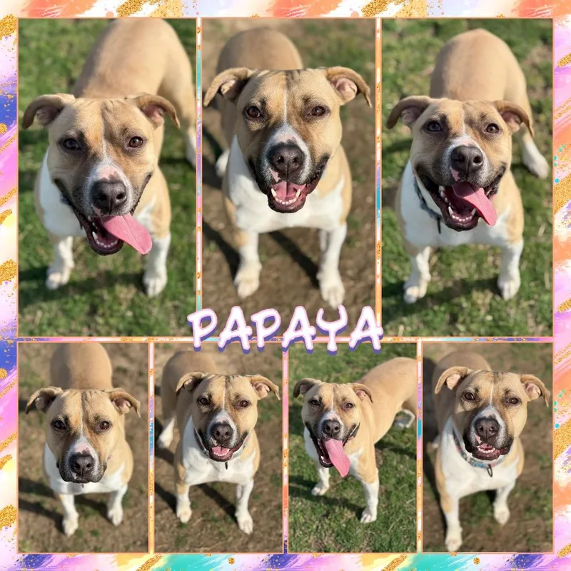 Papaya thumbnail 2