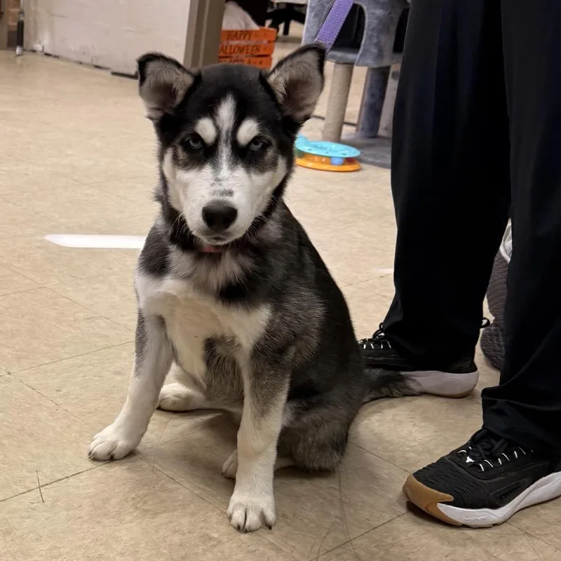 A young medium-sized female Gray / Blue / Silver Husky dog named Willmeena for adoption in Birmingham, AL