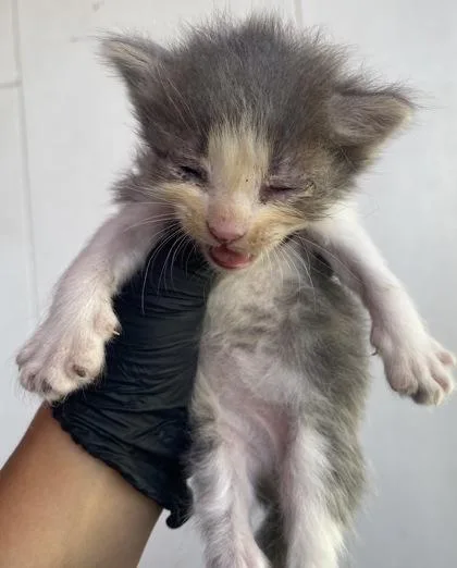 A baby small-sized male Gray / Blue / Silver Domestic Short Hair cat named 61760663 for adoption in El Paso, TX