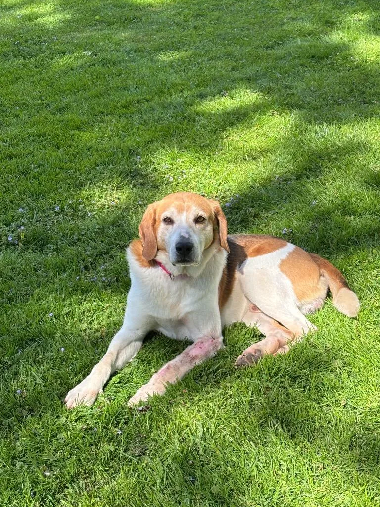 A senior large-sized male Hound dog named Captain Jack for adoption in Liverpool, NY
