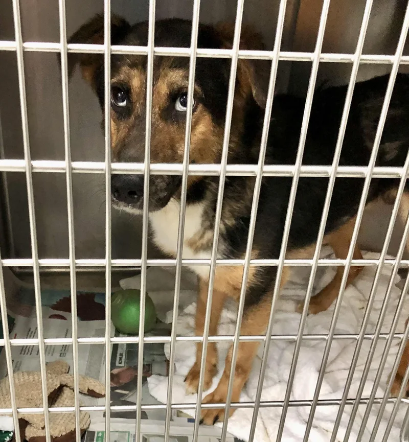 A baby medium-sized male Black Mixed Breed dog named Milo for adoption in Parma, OH