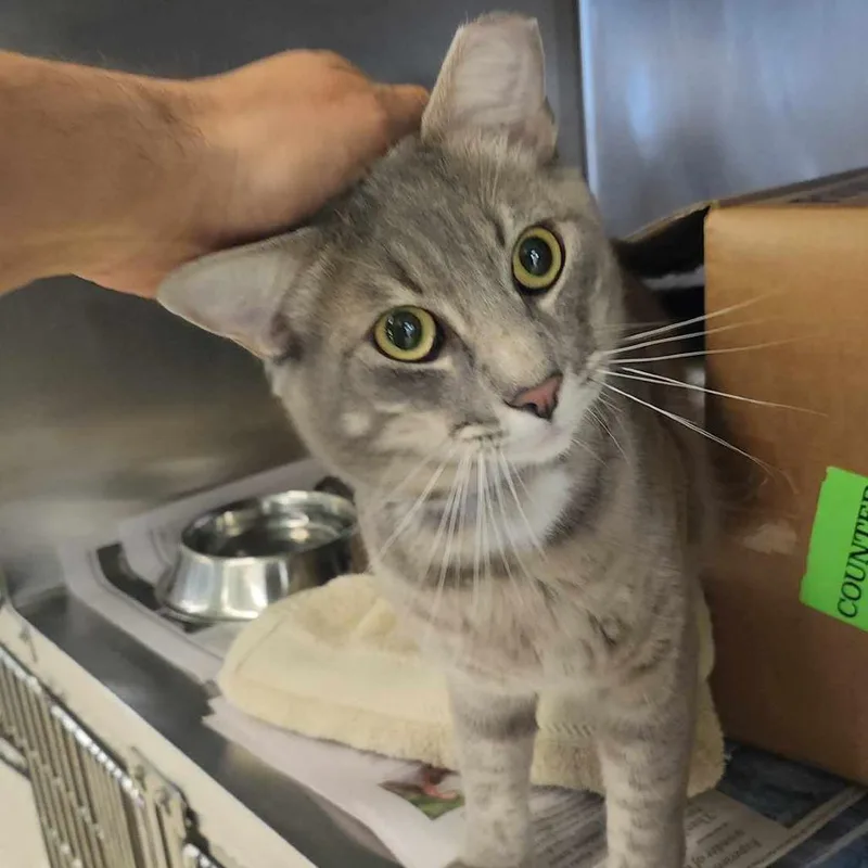 An adult large-sized male Gray / Blue / Silver Domestic Short Hair cat named Gordo Houston for adoption in Denver, CO