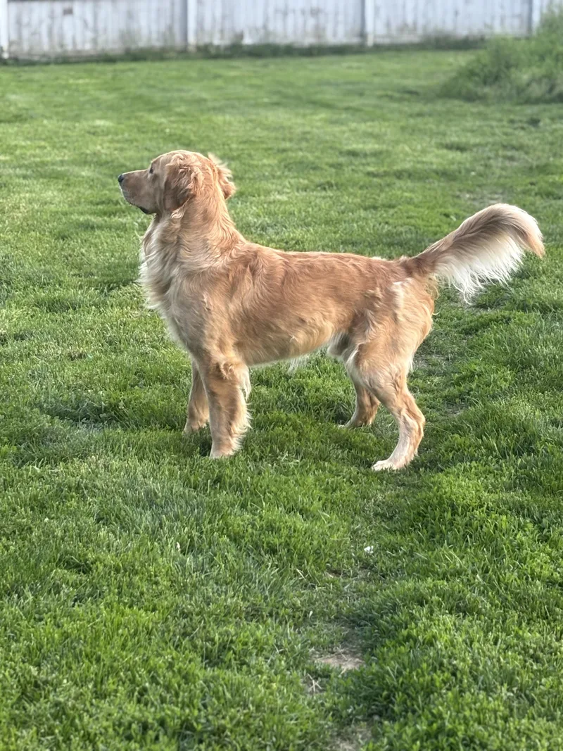Luca