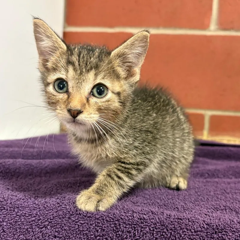 A baby small-sized male Brown / Chocolate Domestic Short Hair cat named Maurice for adoption in Cabot, AR