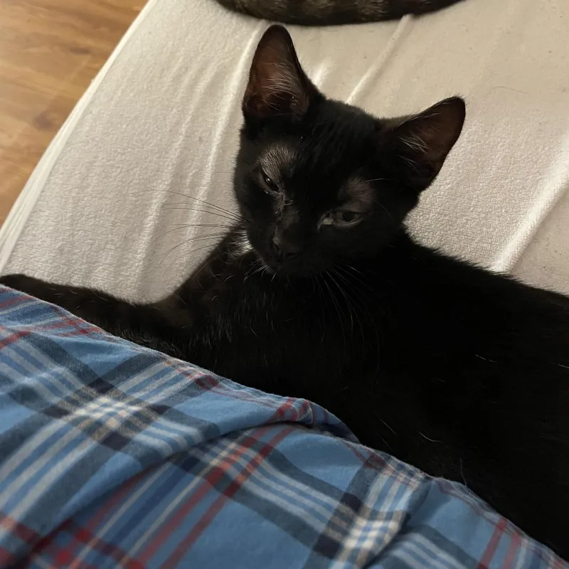 A baby small-sized female Black Domestic Short Hair cat named Sparrow for adoption in Fort Lauderdale, FL