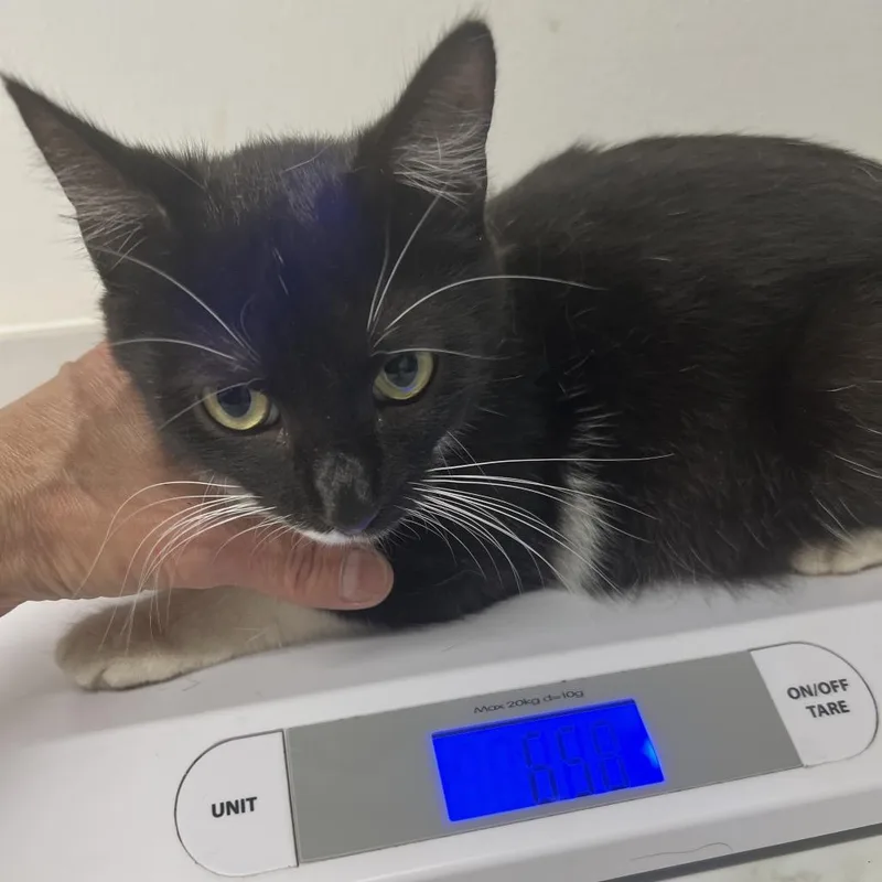 An adult medium-sized female White Domestic Short Hair cat named Willma for adoption in St. Louis, MO