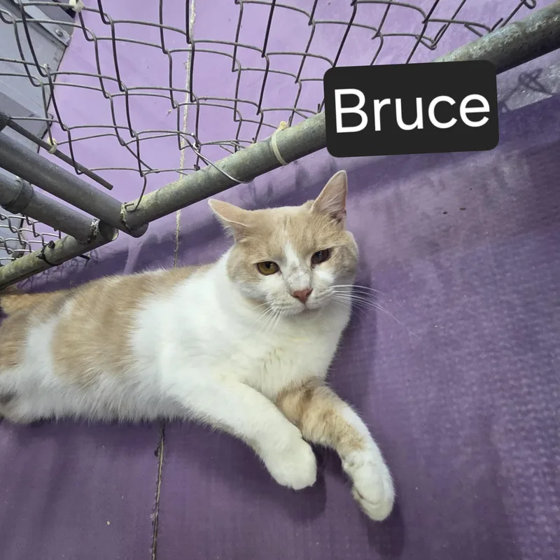 Bruce thumbnail 2