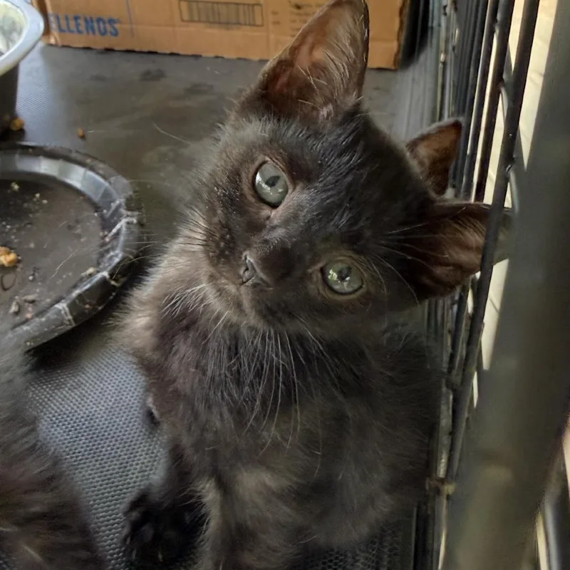A baby small-sized male Black Domestic Short Hair cat named Fifa for adoption in Fort Collins, CO