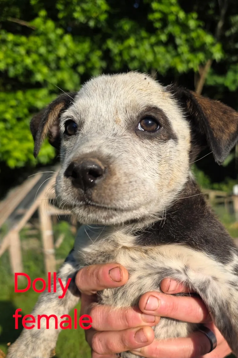 A baby small-sized female Australian Cattle Dog / Blue Heeler dog named Dolly for adoption in Bradenton, FL