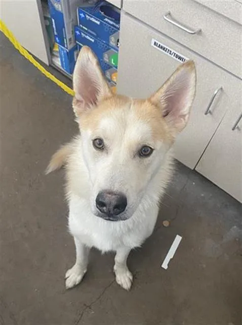 A young large-sized male Siberian Husky dog named Bernie for adoption in Dallas, TX