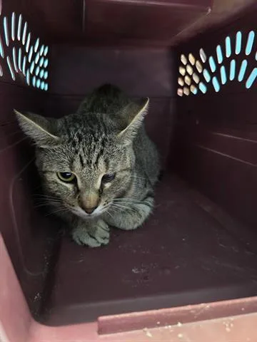 An adult medium-sized female Domestic Short Hair cat named Olive for adoption in Houston, TX