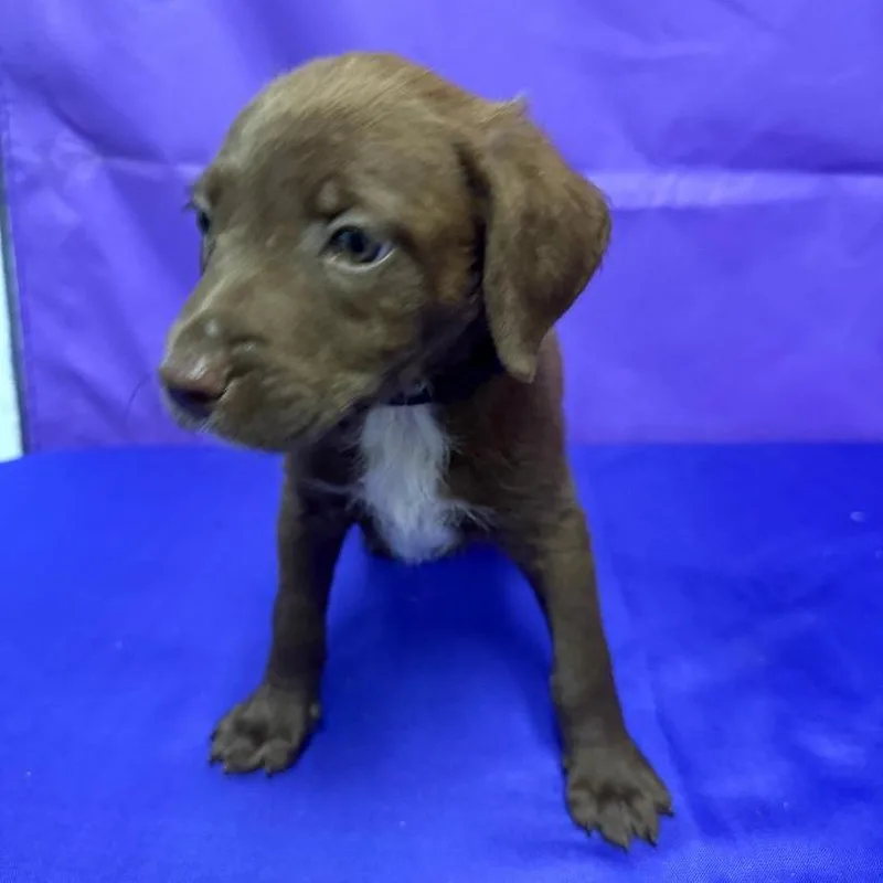 A baby small-sized male Red / Chestnut / Orange Pit Bull Terrier dog named Tank for adoption in North Myrtle Beach, SC