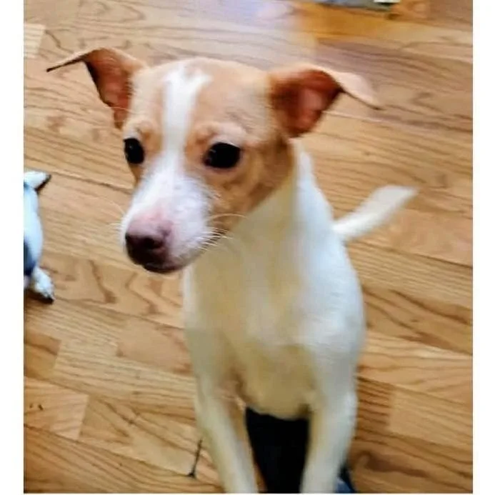 A young small-sized male Chihuahua dog named Homer for adoption in Alexandria, VA
