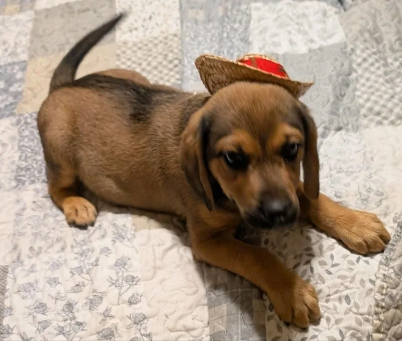 A baby medium-sized male Bicolor Beagle dog named Oaks for adoption in Watertown, CT