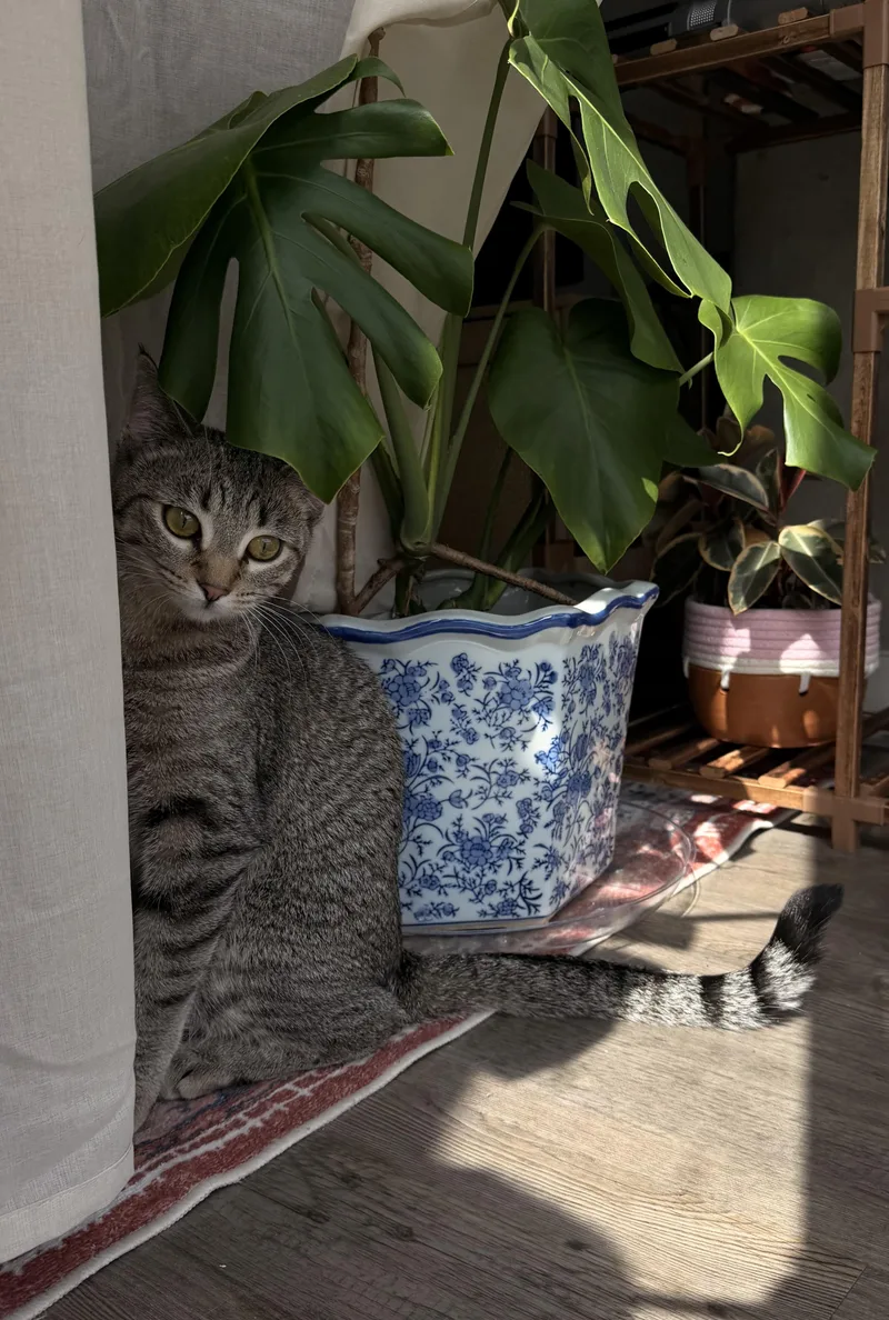 A young medium-sized female Domestic Short Hair cat named Pebbles for adoption in Denver, CO