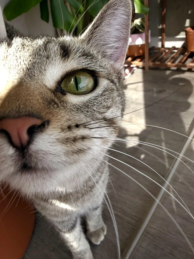 Pebbles thumbnail 2