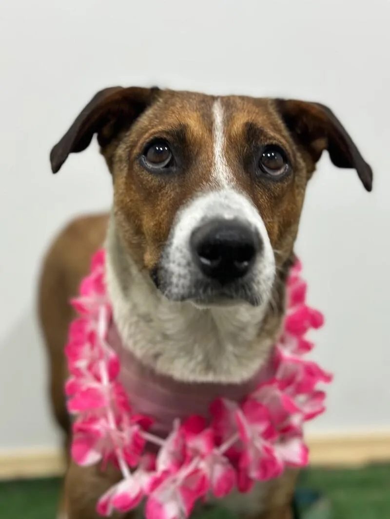 A young medium-sized female Tricolor (Brown, Black, & White) Shepherd dog named Pineapple for adoption in Carlsbad, CA