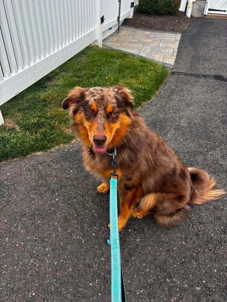 An adult medium-sized male Australian Shepherd dog named Knox for adoption in Ontario, CA