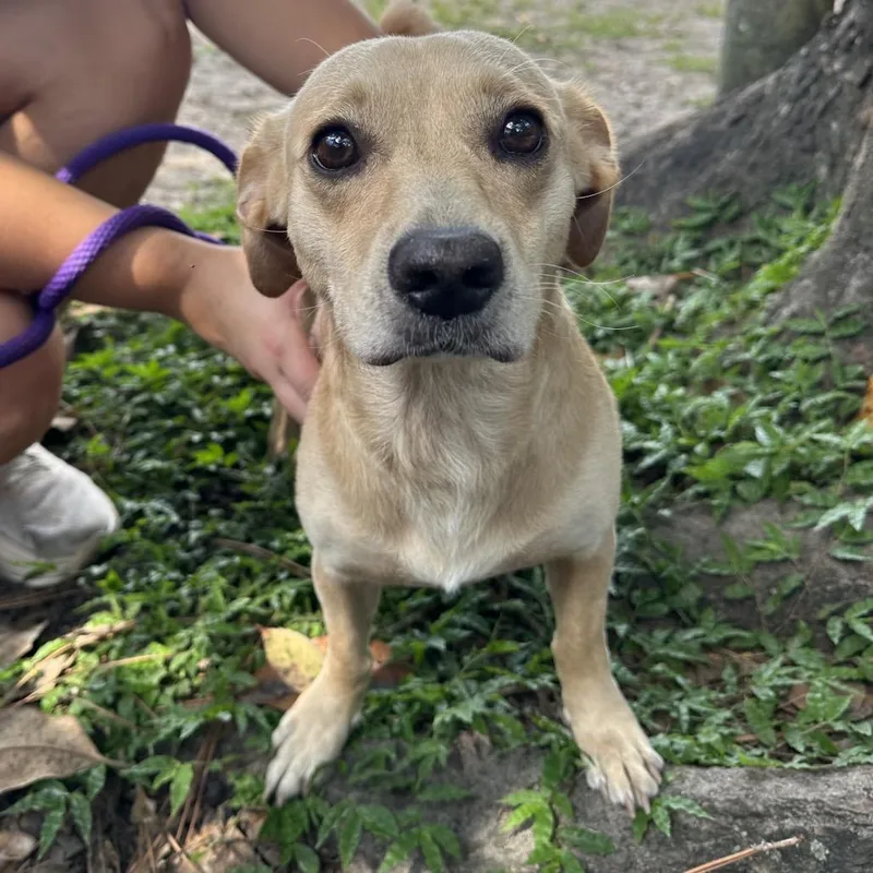 An adult small-sized male Mixed Breed dog named Bowie for adoption in Gainesville, FL