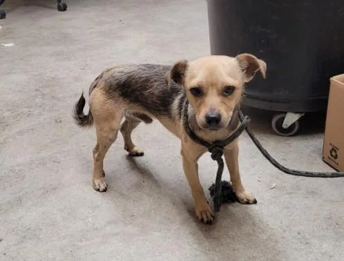A young small-sized male Chihuahua dog named Chuck for adoption in Los Angeles, CA