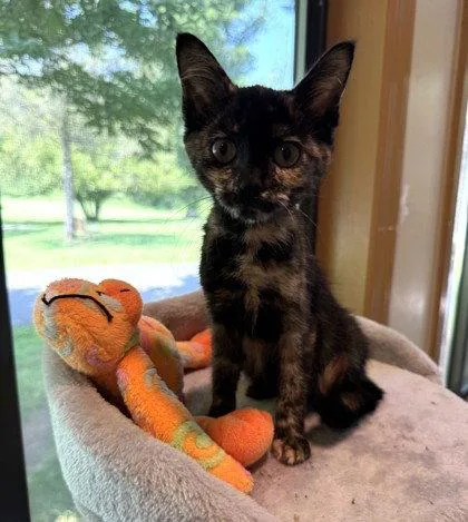 A young small-sized female Domestic Short Hair cat named Bunting for adoption in Midland, VA