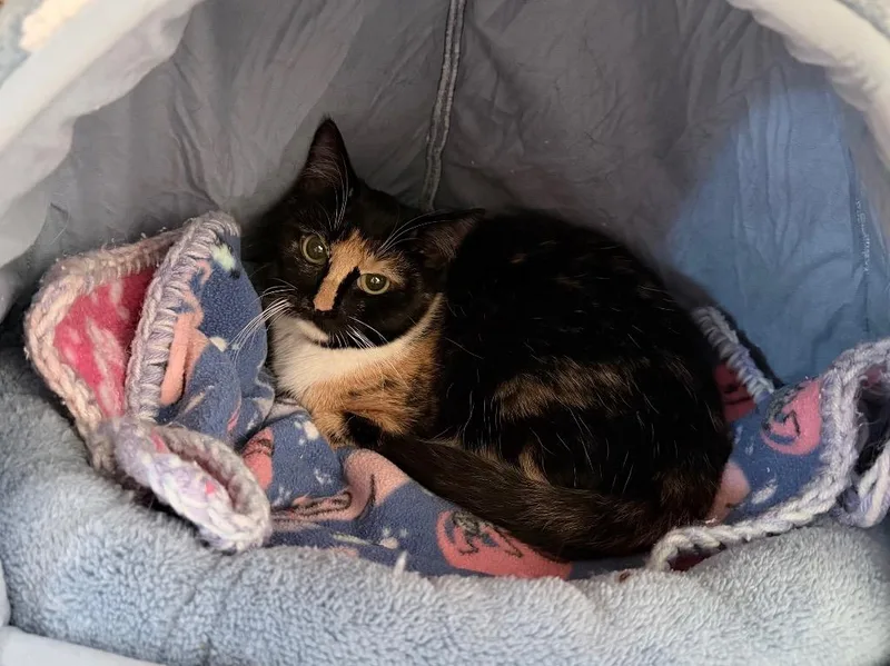 A baby medium-sized female Domestic Short Hair cat named Ryobi for adoption in Raleigh, NC