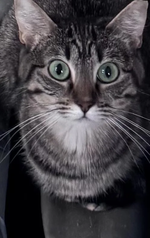 A young medium-sized female Tabby (Gray / Blue / Silver) Domestic Short Hair cat named Dottie for adoption in Hoopeston, IL