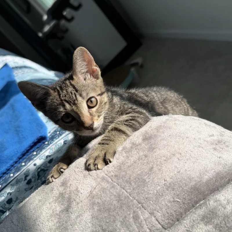 A baby small-sized male Brown / Chocolate Domestic Short Hair cat named Fi for adoption in Birdsboro, PA