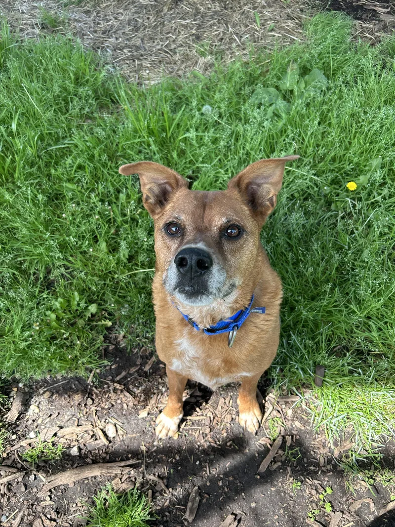 An adult medium-sized male Shepherd dog named Jo Jo for adoption in Southold, NY