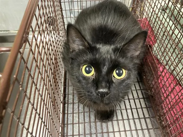 A young medium-sized female Domestic Medium Hair cat named Heidi for adoption in Long Beach, CA