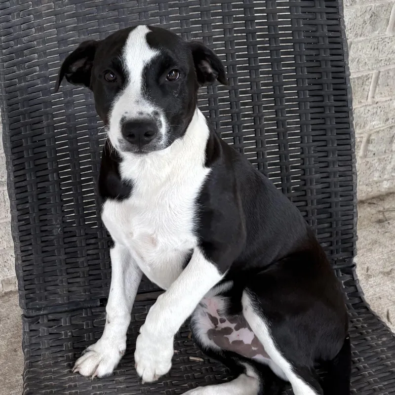 A baby medium-sized male Black Pit Bull Terrier dog named Eclipse for adoption in Houston, TX