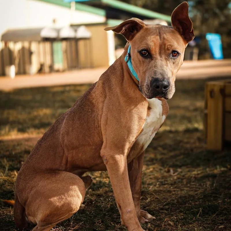 An adult medium-sized male Brown / Chocolate Mixed Breed dog named Brody for adoption in Lake Jackson, TX