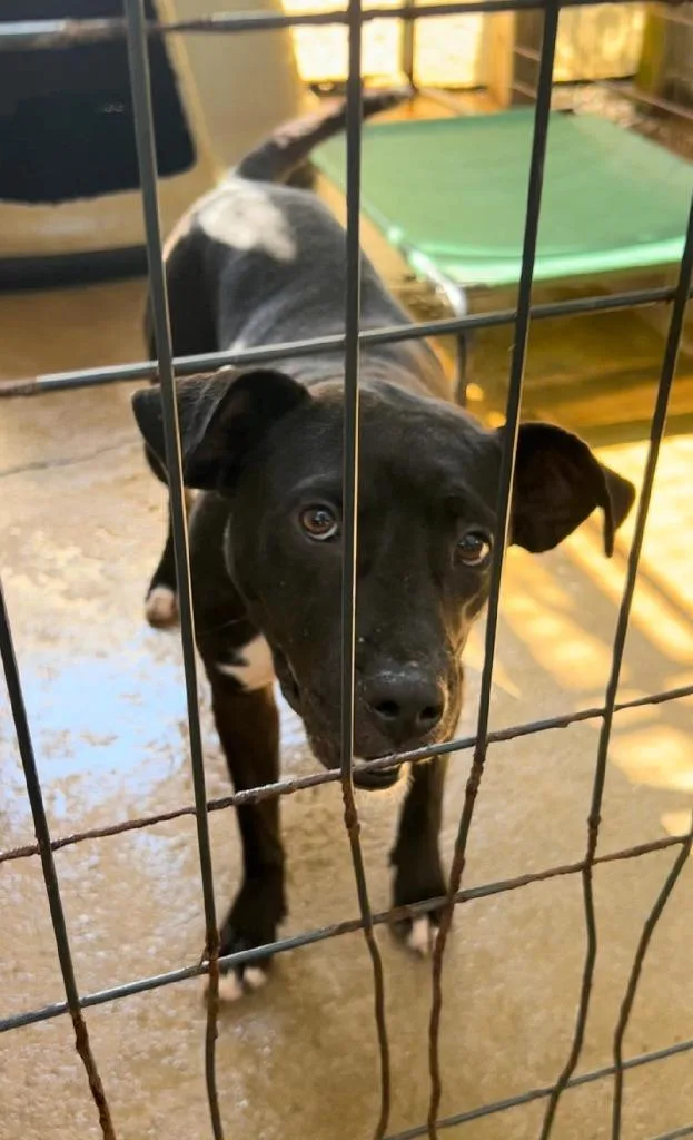 An adult medium-sized female American Bulldog dog named Bee for adoption in Marianna, FL