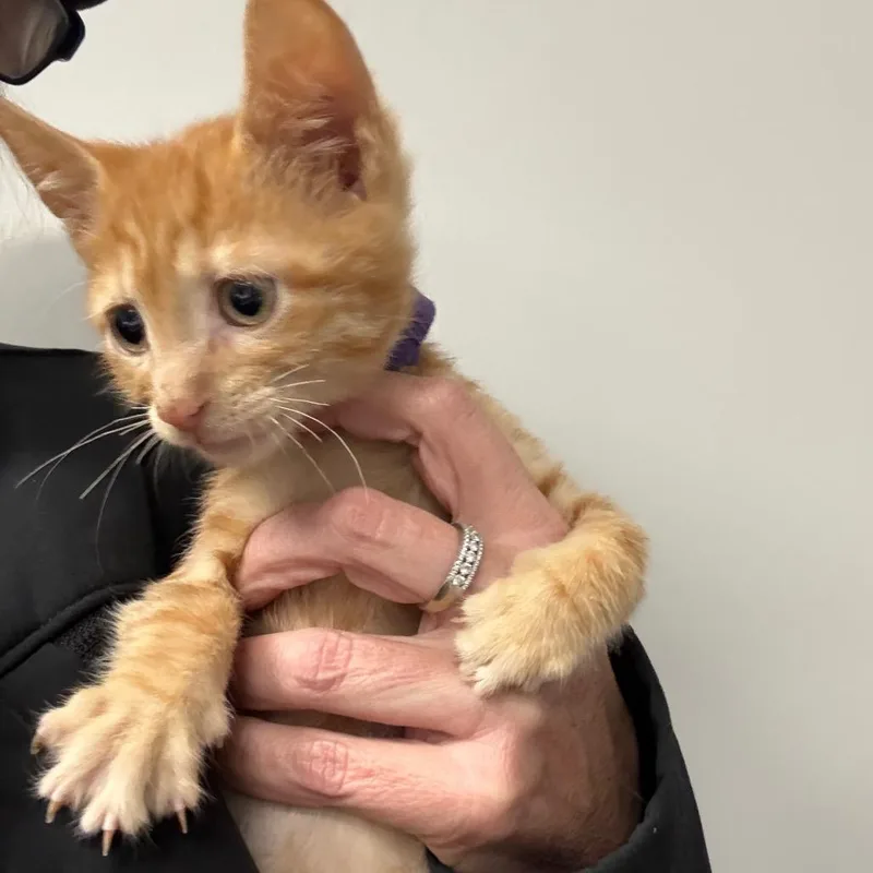 A baby small-sized male Orange / Red Domestic Short Hair cat named Ginger for adoption in Normal, IL