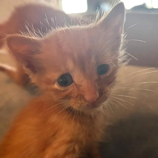 Ginger thumbnail 2
