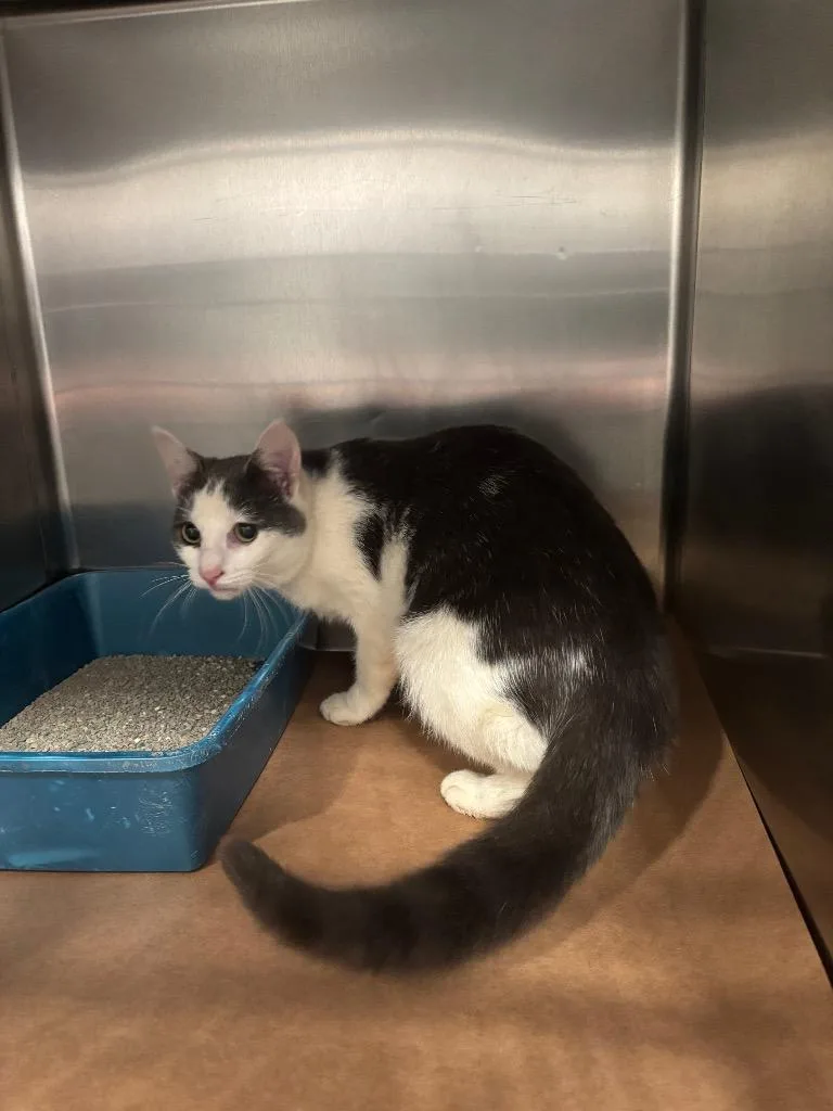 A young large-sized female Domestic Short Hair cat named Dharma for adoption in Cartersville , GA
