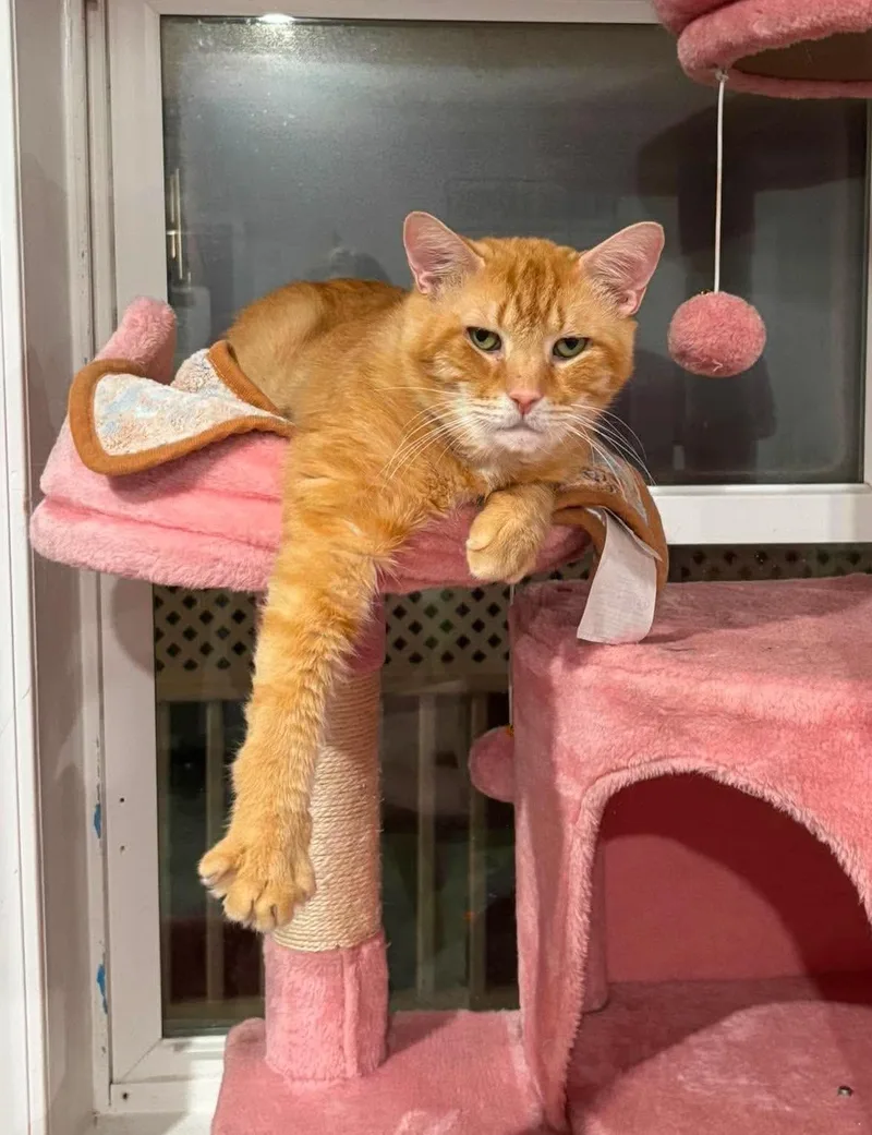 An adult large-sized male Orange & White Domestic Short Hair cat named Woody for adoption in North Huntingdon, PA