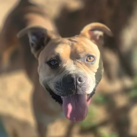 An adult medium-sized female White / Cream American Bully dog named Lilly for adoption in Dover, AR