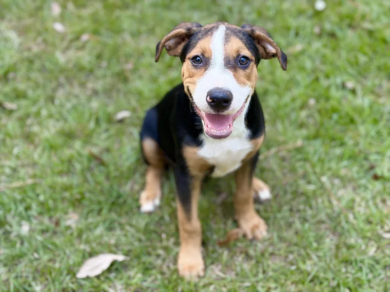 A baby large-sized male Tricolor (Brown, Black, & White) American Foxhound dog named Rivet for adoption in Lucedale, MS