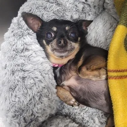 A senior small-sized female Black Chihuahua dog named Jenny for adoption in Tinley Park, IL
