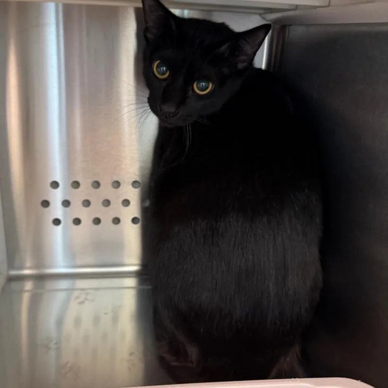 An adult medium-sized male Black Domestic Short Hair cat named Reuben for adoption in Norman, OK