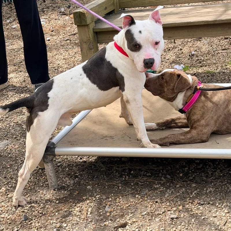 An adult large-sized male White / Cream Pit Bull Terrier dog named Spot for adoption in Newark, NJ