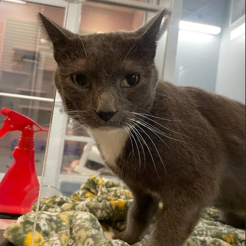 A senior medium-sized male Domestic Short Hair cat named Jazz for adoption in South Bend, IN