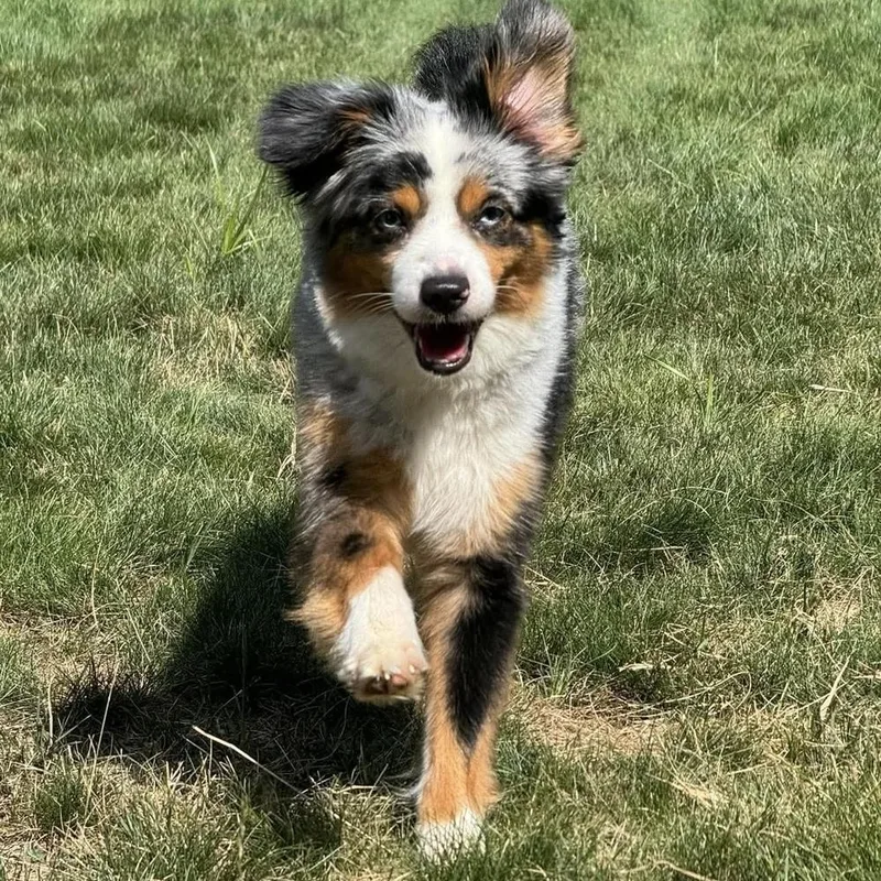 An adult medium-sized male Merle (Blue) Australian Shepherd dog named Finn for adoption in Groveland, MA