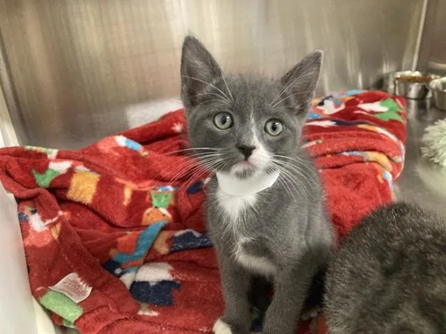 A baby small-sized male Domestic Short Hair cat named Bluey for adoption in Tustin, CA