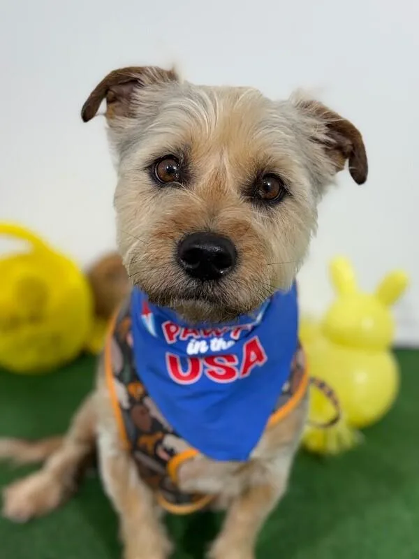 A young medium-sized male Brown / Chocolate Havanese dog named Benito for adoption in Carlsbad, CA
